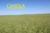canola harvest clear skies