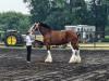 Draft Horses Also had their own competitions. PortageOnline/ Tristen Sokolosky