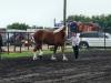 Draft Horses Also had their own competitions. PortageOnline/ Tristen Sokolosky