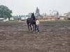 Percheron Horse breed competing at Carman Fair. PortageOnline/ Tristen Sokolosky