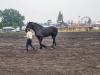 Percheron Horse breed competing at Carman Fair. PortageOnline/ Tristen Sokolosky