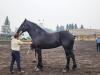 Percheron Horse breed competing at Carman Fair. PortageOnline/ Tristen Sokolosky