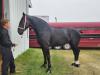 Percheron Horse breed competing at Carman Fair. PortageOnline/ Tristen Sokolosky