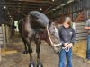 Percheron Horse breed competing at Carman Fair. PortageOnline/ Tristen Sokolosky