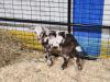 Friendly animals at the Ruddneck Farm petting zoo. PortageOnline/ Tristen Sokolosky
