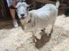 Friendly animals at the Ruddneck Farm petting zoo. PortageOnline/ Tristen Sokolosky