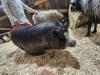 Friendly animals at the Ruddneck Farm petting zoo. PortageOnline/ Tristen Sokolosky