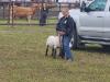 Sheep sale, took place during the cattle sale at the Fair. PortageOnline/ Triste Sokolosky