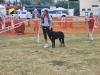 Dog agility course being shown and offered to those who wanted to partake with their dog, on Friday. PortageOnline/ Tristen Sokolosky