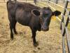 Cattle in waiting for the evening rodeo. PortageOnline/ Tristen Sokolosky
