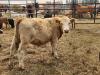 Cattle in waiting for the evening rodeo. PortageOnline/ Tristen Sokolosky