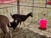 Everyone enjoyed the petting zoo, filled with all sorts of furry animals. PortageOnline/ Tristen Sokolosky