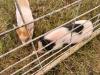 Everyone enjoyed the petting zoo, filled with all sorts of furry animals. PortageOnline/ Tristen Sokolosky