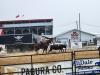 Team Penning. PortageOnline/ Tristen Sokolosky