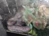 Exotic Reptiles were a hit at the fair, kids enjoyed coming and visiting the critters. PortageOnline/ Tristen Sokolosky
