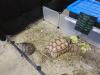 Exotic Reptiles were a hit at the fair, kids enjoyed coming and visiting the critters. PortageOnline/ Tristen Sokolosky