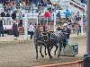 Chuckwagon races, were faster then people thought, crowd cheers on their favourites. PortageOnline/ Tristen Sokolosky