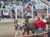 Chuckwagon races, were faster then people thought, crowd cheers on their favourites. PortageOnline/ Tristen Sokolosky