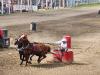 Chuckwagon races, were faster then people thought, crowd cheers on their favourites. PortageOnline/ Tristen Sokolosky