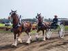 Clydesdales Show