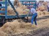threshing competitions