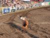 Bronco Riding