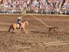 Cattle Roping