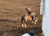 Bronco Riding