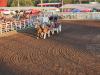 Clydesdales Show