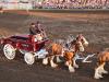 Clydesdales Show