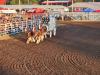 Clydesdales Show