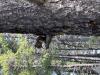 Celebrate Summer 2025, wildlife