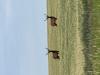 Celebrate Summer 2025, wildlife