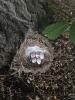 Celebrate Summer 2025, wildlife