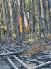Northern Fires