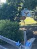 Celebrate Summer 2025, wildlife