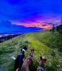 SUNSET_Colin Bennett.jpg