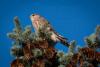 Celebrate Summer 2025, wildlife