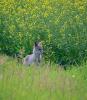 Celebrate Summer 2025, wildlife