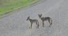 Celebrate Summer 2025, wildlife