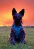 sunset_Claire MacDonald.jpg
